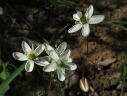 Imagem de Pharnaceum lanatum Bartl.