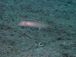 Image of Collared razorfish