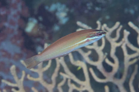 Image of Japanese wrasse