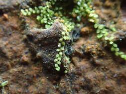 Image of Myriocoleopsis minutissima (Sm.) R. L. Zhu, Y. Yu & Pócs