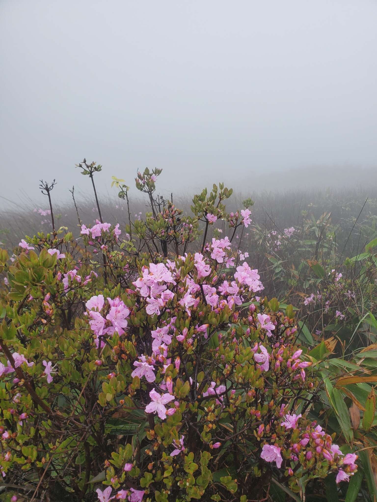 صورة Rhododendron farrerae Tate ex Sweet