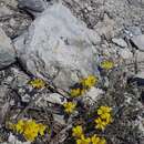 Image of Helianthemum orientale (Grosser) Juz. & Pozd.