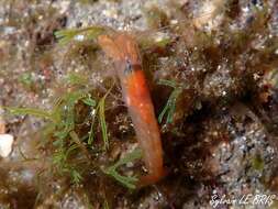 Image of European big-claw snapping prawn