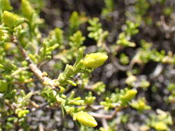 Image of Pteronia empetrifolia DC.