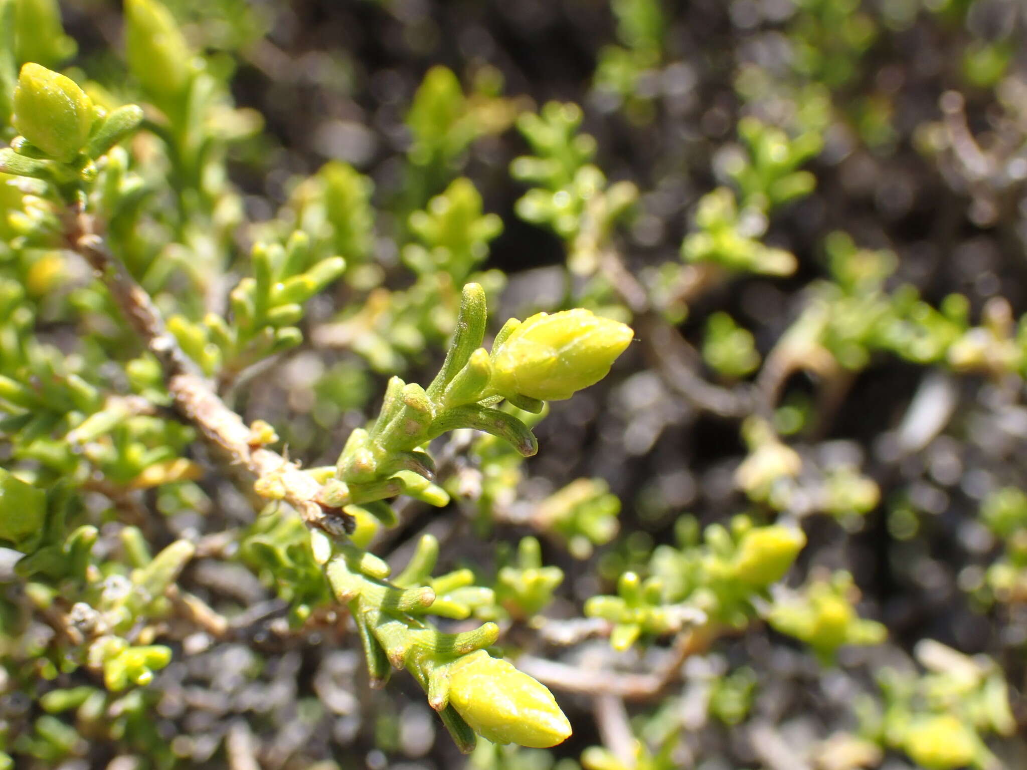 Image of Pteronia empetrifolia DC.