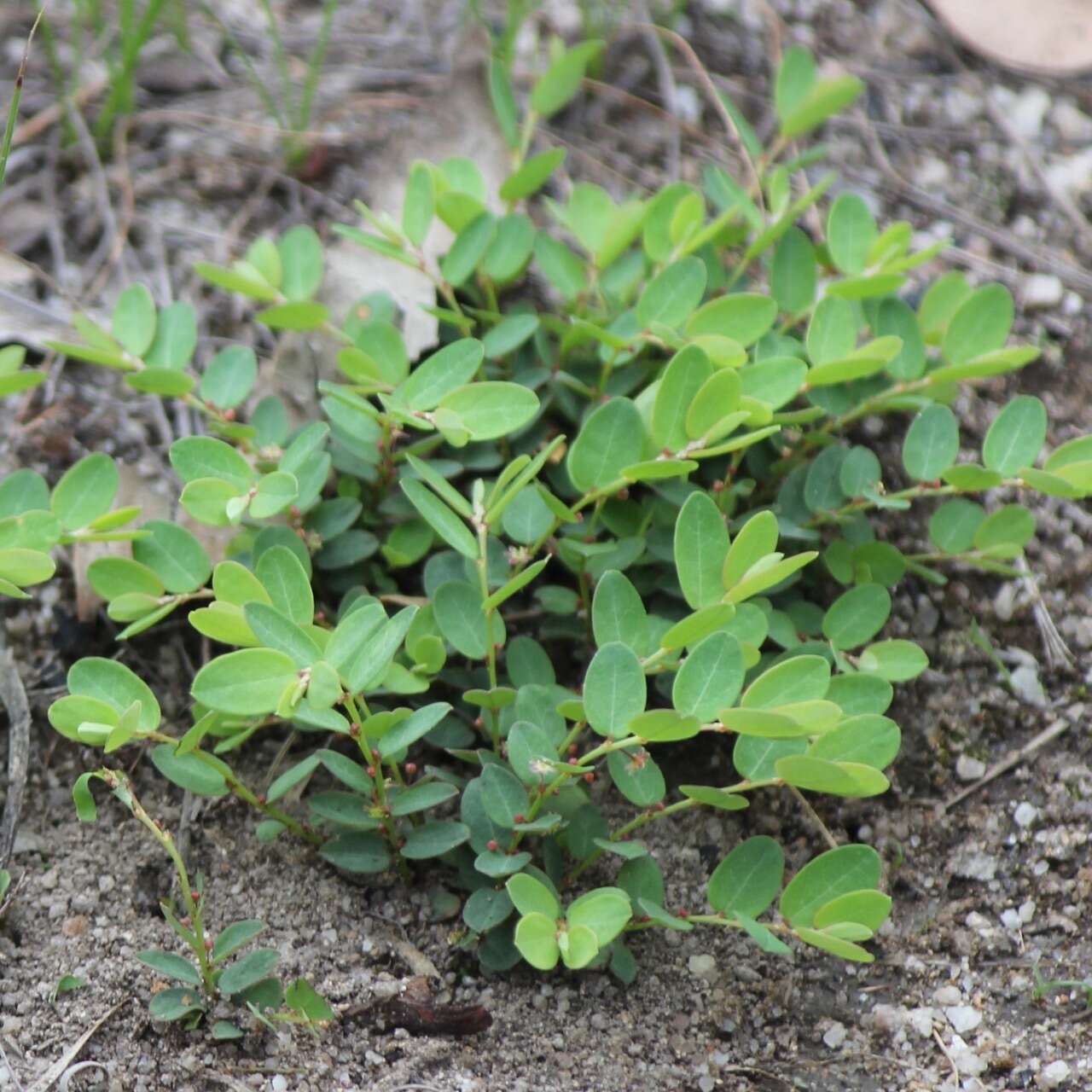 Image of Phyllanthus virgatus G. Forst.