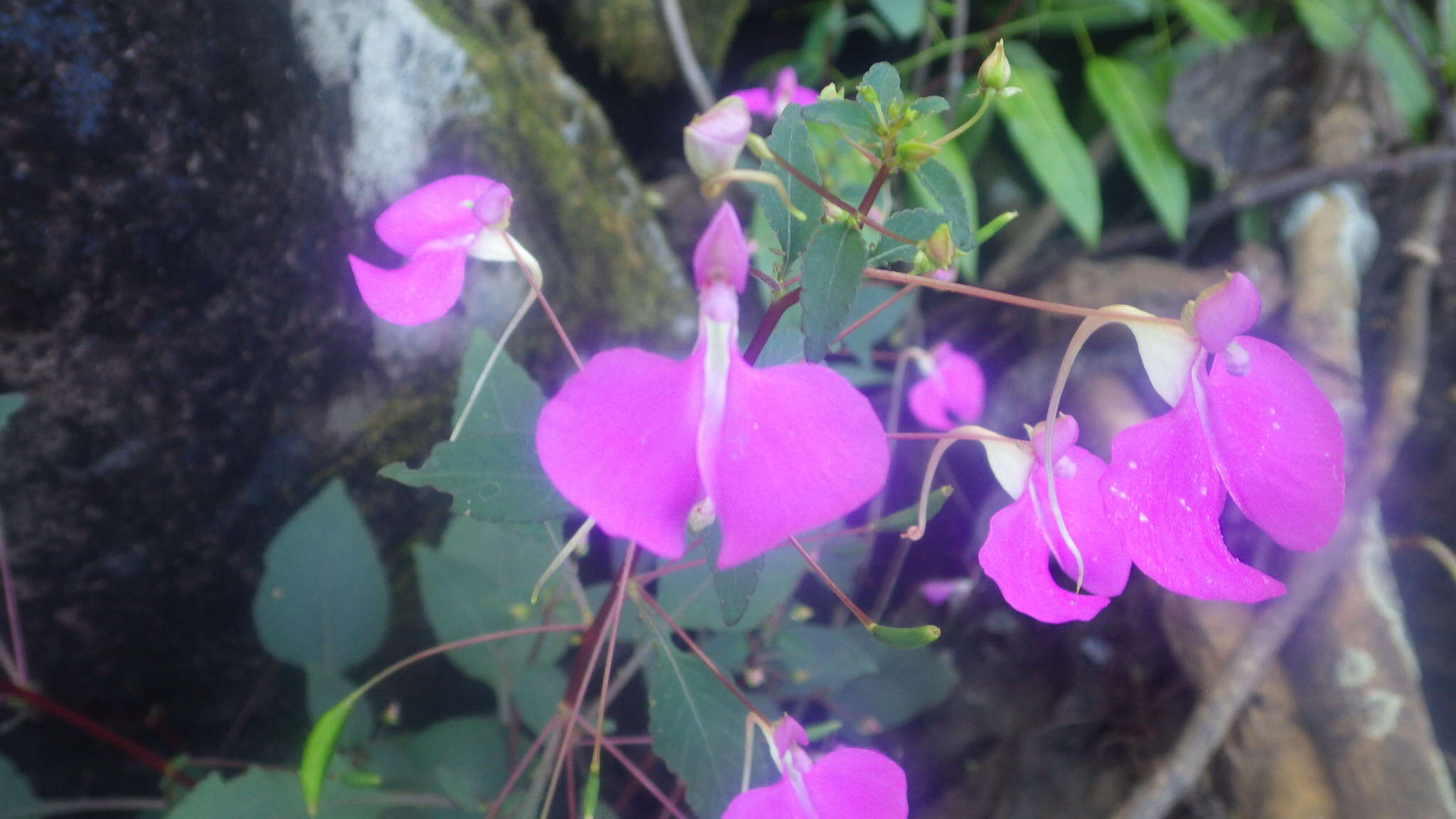 Impatiens bardotiae Eb. Fisch. & Raheliv. resmi