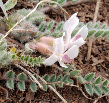 Imagem de Astragalus parryi A. Gray