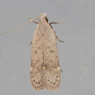 Image of Anacampsis comparanda Meyrick 1929
