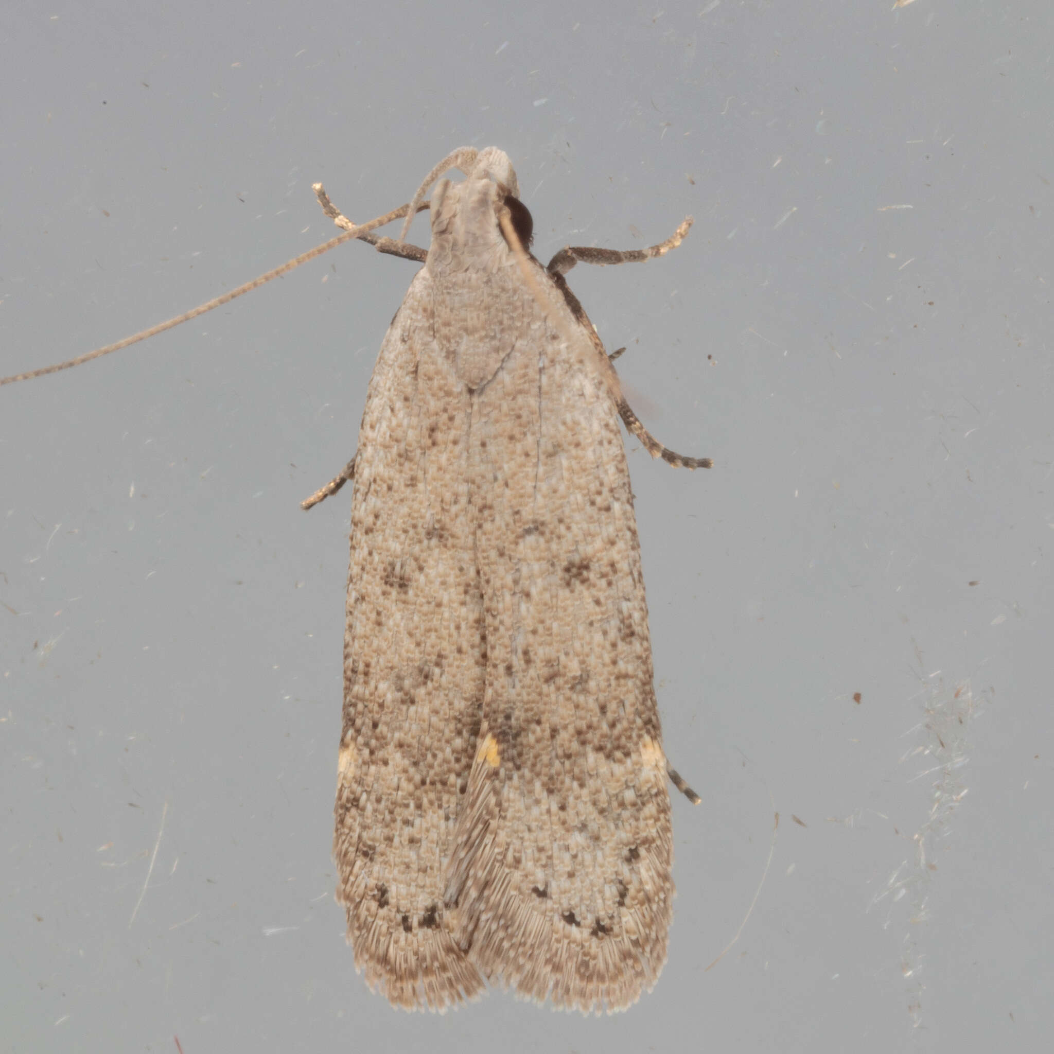 Image of Anacampsis comparanda Meyrick 1929