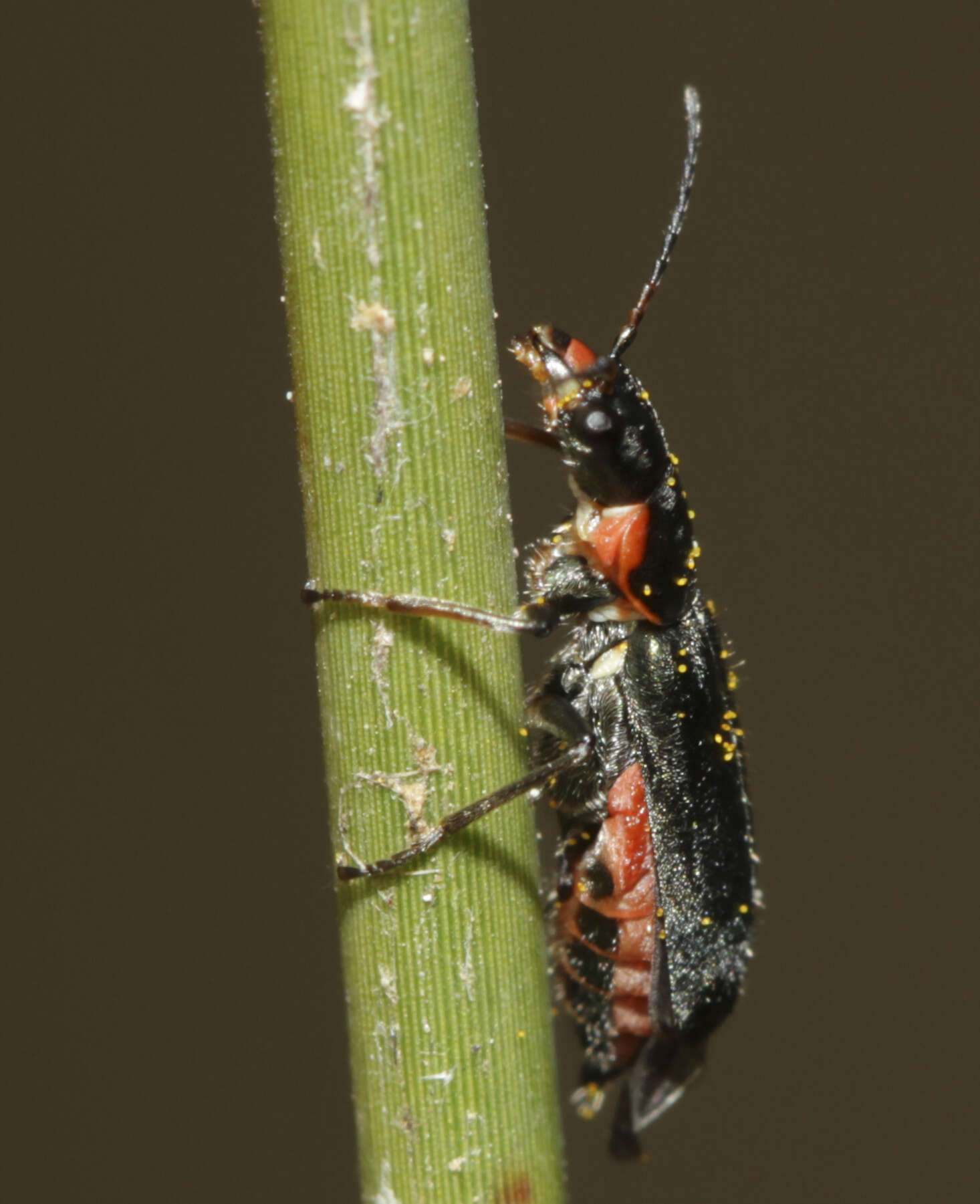 Image of Clanoptilus abdominalis