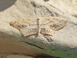 Image of Frosted Tan Wave Moth