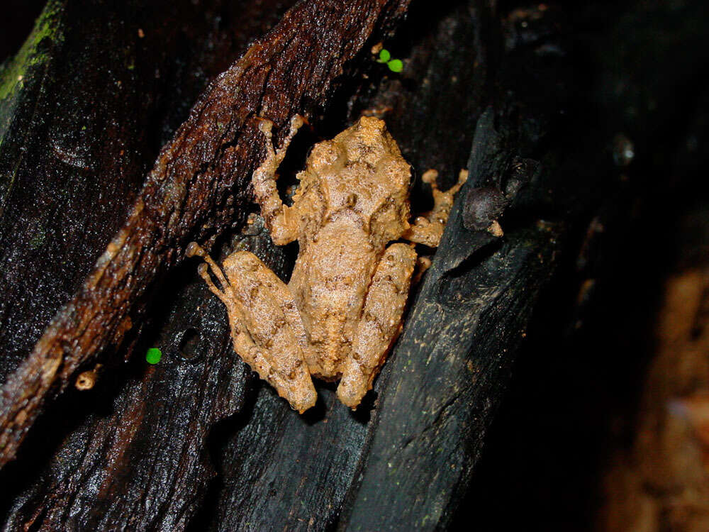 Plancia ëd Pristimantis cerasinus (Cope 1875)