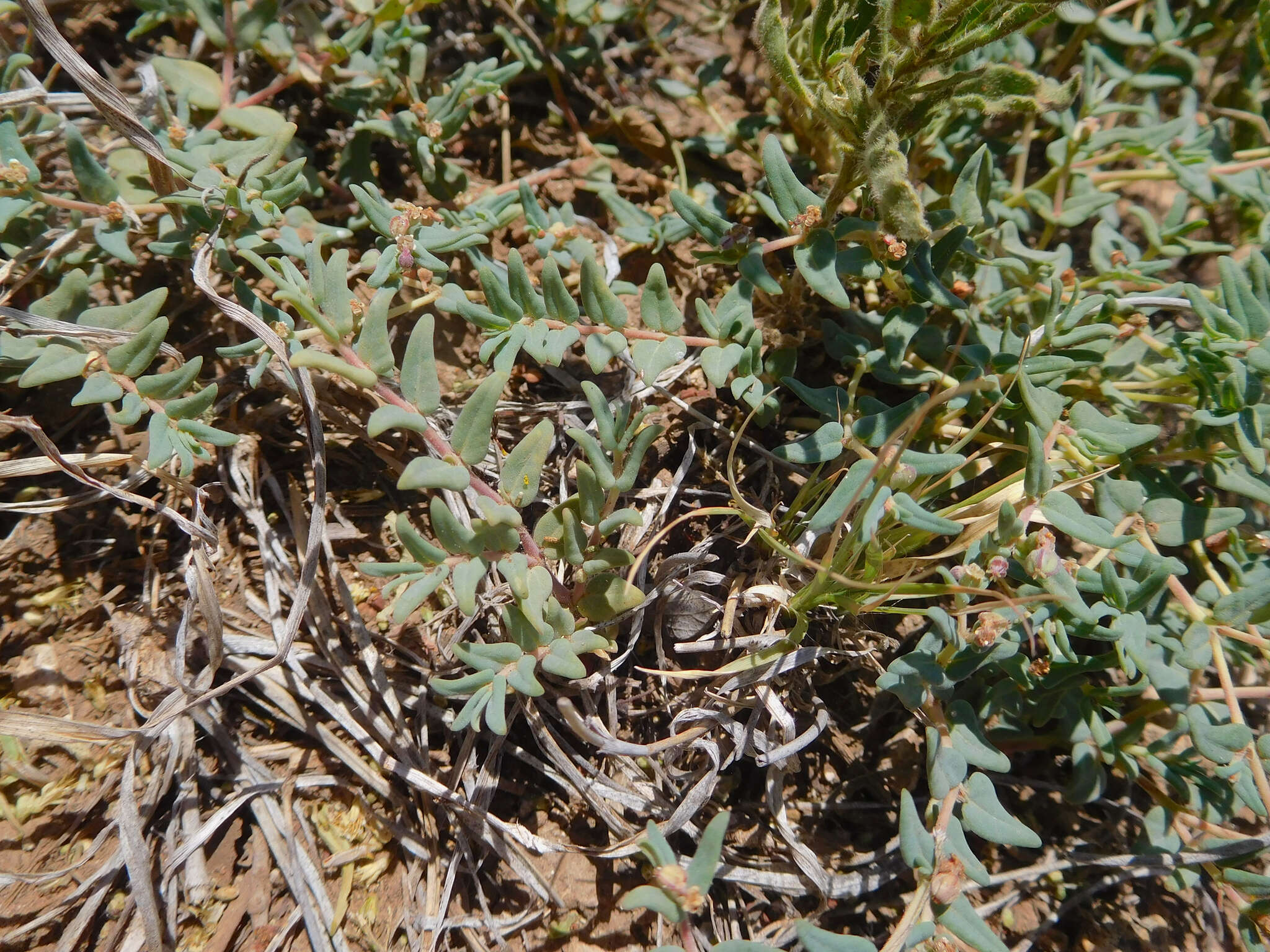 Image of hoary sandmat