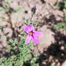 Image of Jamesbrittenia pinnatifida (L. fil.) O. M. Hilliard