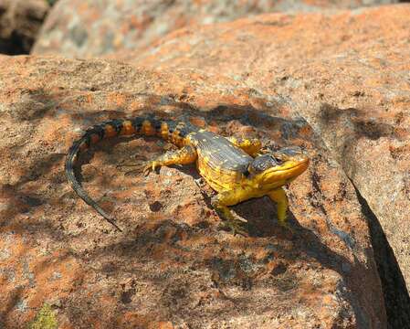 Image de Pseudocordylus microlepidotus fasciatus (Smith 1838)