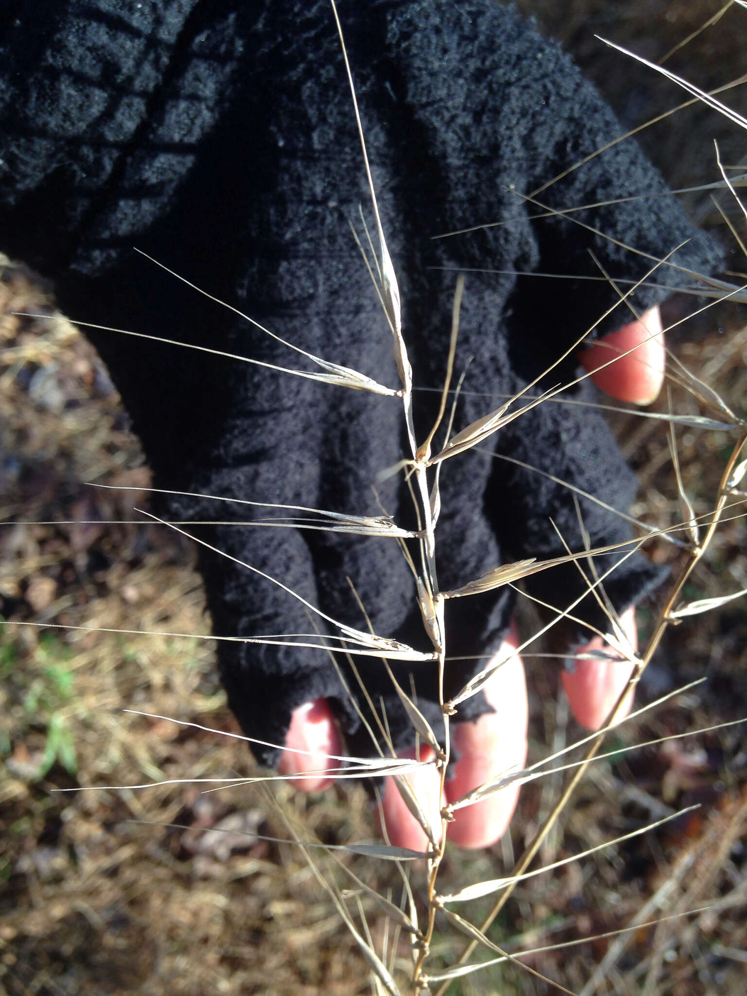 Image of Eastern Bottle-Brush Grass