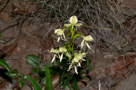 Image of Habenaria castroi R. González & Cuevas-Figueroa