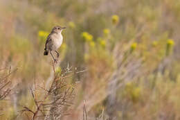 Image of Sickle-winged Chat