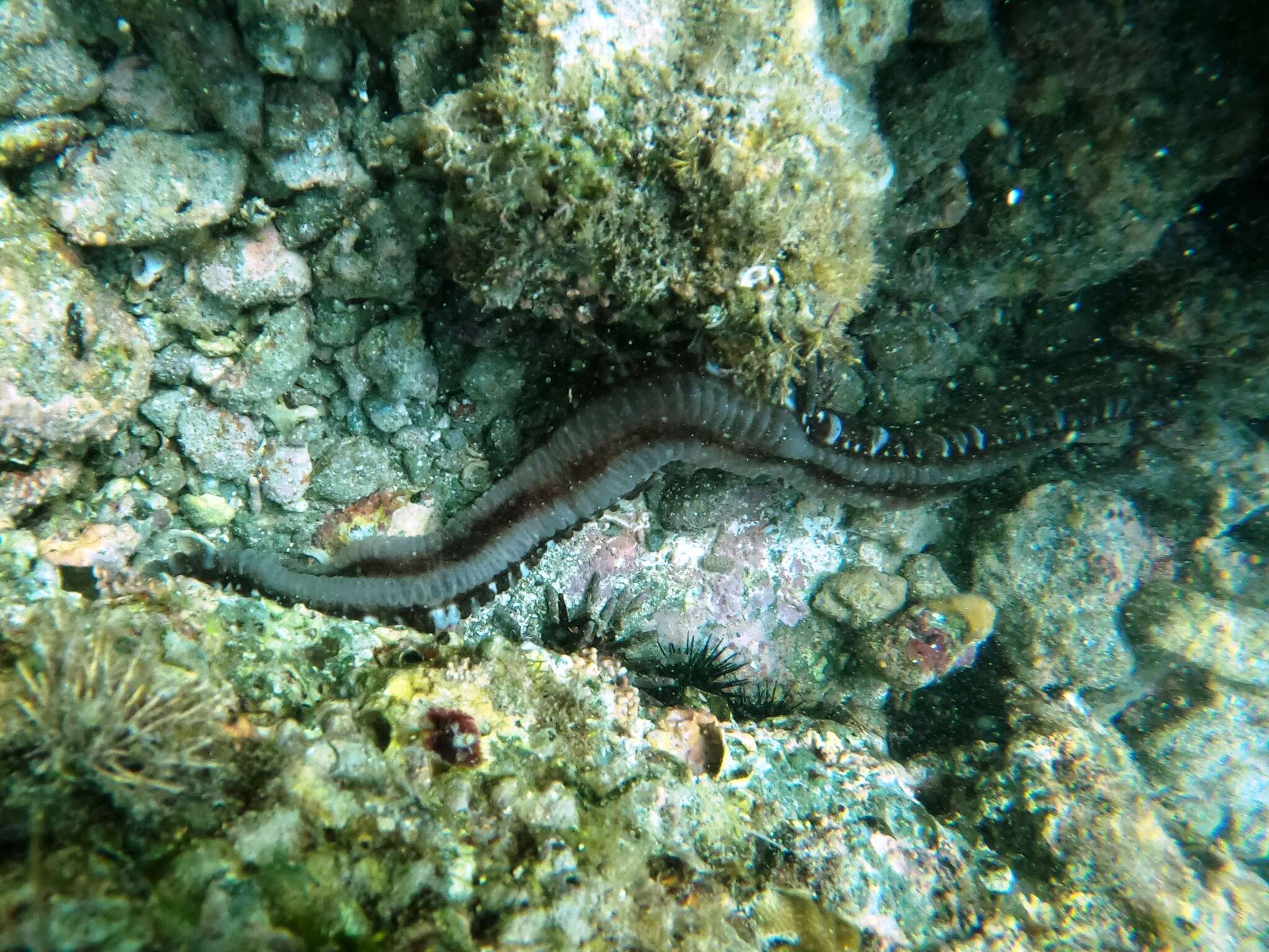 Image of Lion's Paw Sea Cucumber