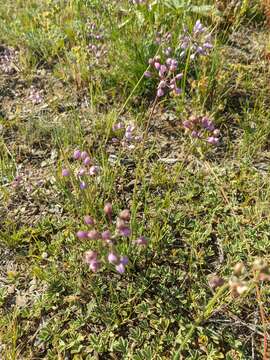 Image of Allium rubens Schrad. ex Willd.