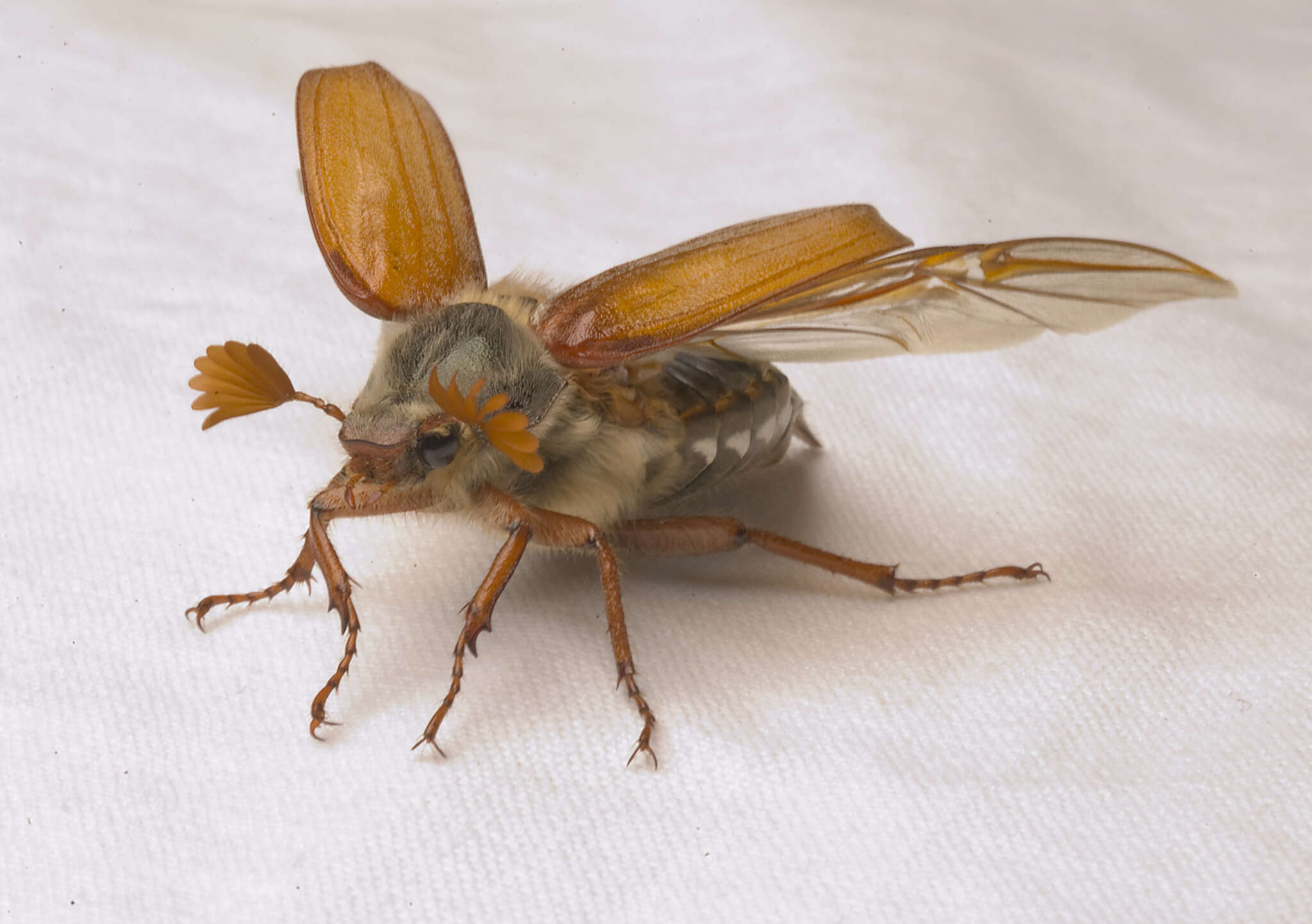 Image of Common cockchafer