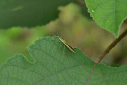 Imagem de Leptocorisa chinensis Dallas 1852