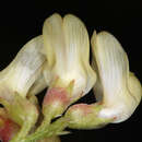 Astragalus douglasii var. douglasii resmi