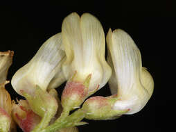 Astragalus douglasii var. douglasii resmi