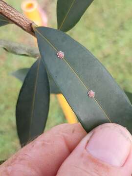 Image of Pink wax scale