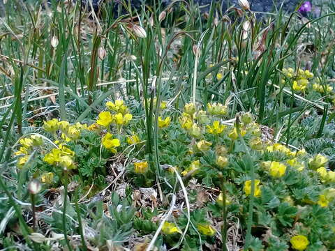 Image of silverweed