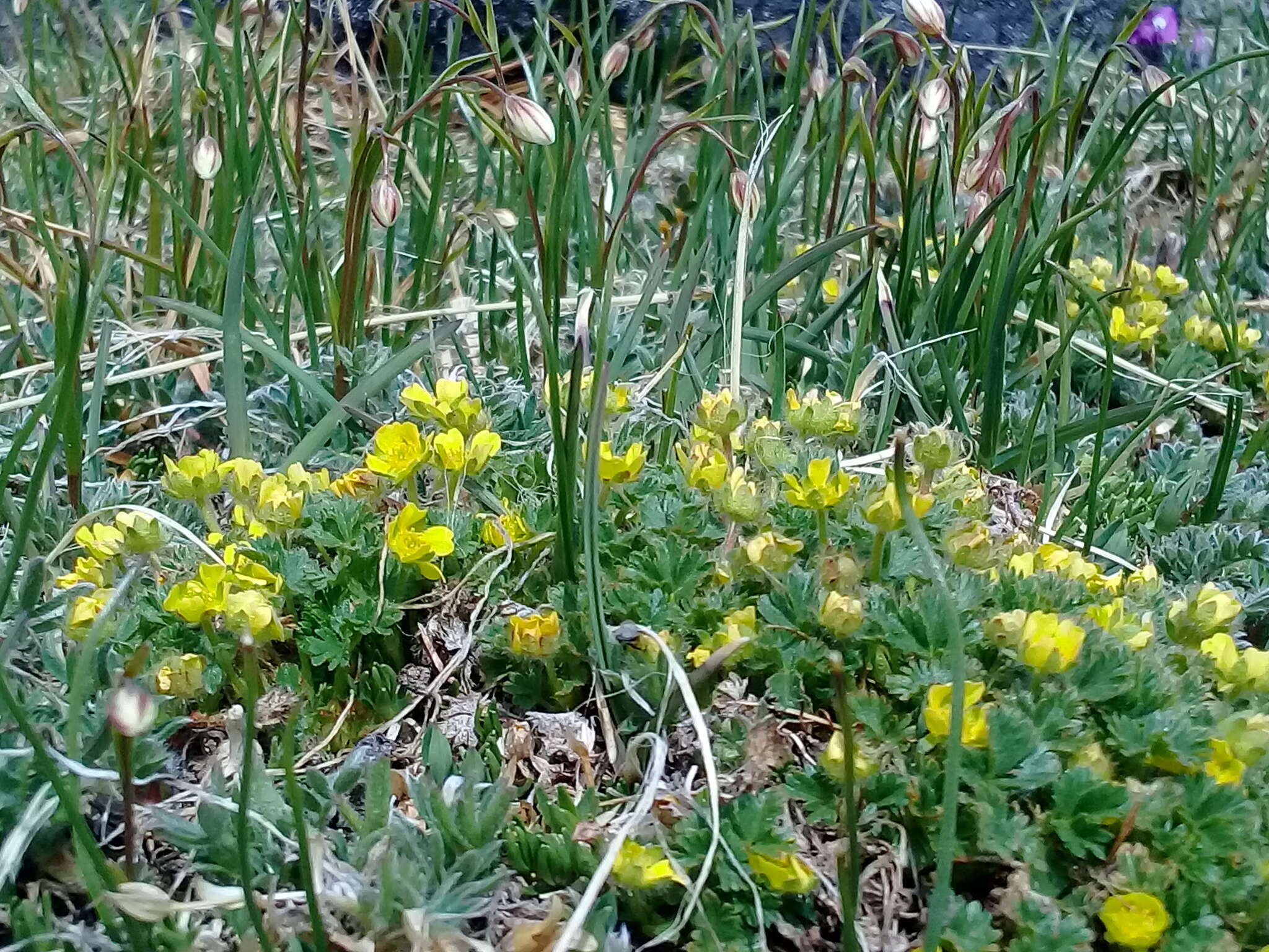 Image de Potentilla elegans Cham. & Schltdl.