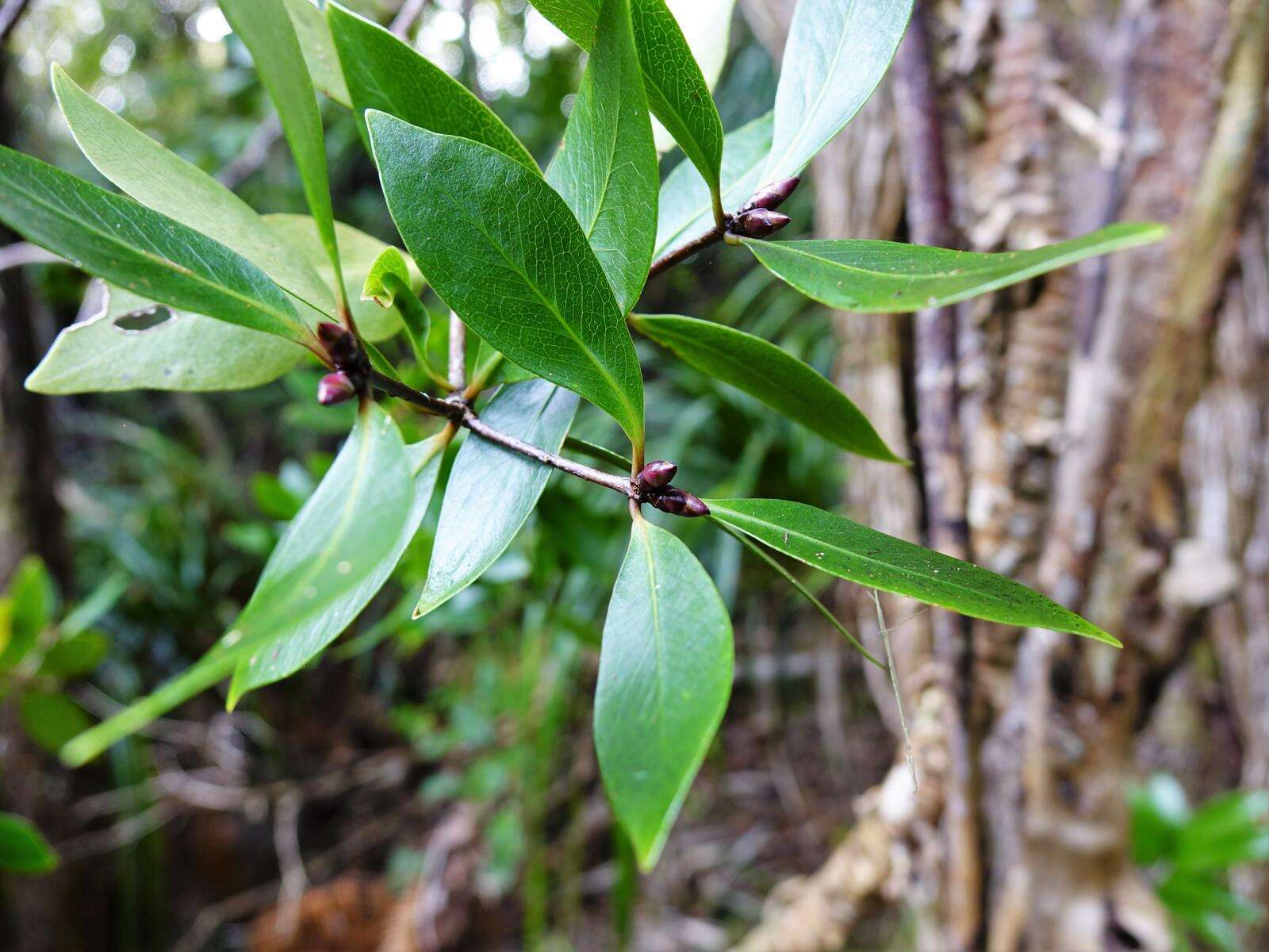 Sivun Pittosporum cornifolium A. Cunn. kuva