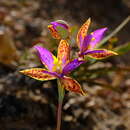 Image of Thelymitra pulcherrima Jeanes