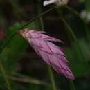 Sivun Johnsonia teretifolia Endl. kuva