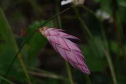 Image of Johnsonia teretifolia Endl.