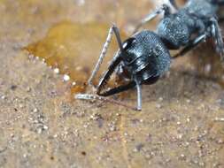 Image of Myrmecia gilberti Forel 1910