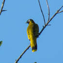 Image of Black-headed Bulbul