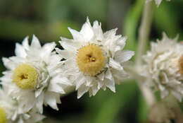 Image of Mount Yushan Pearly Everlasting