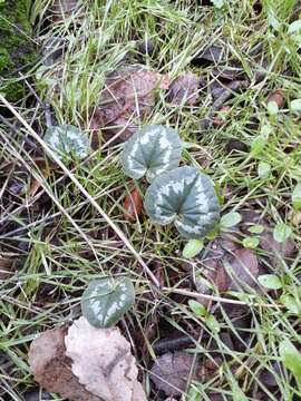 Image of Cyclamen coum Miller