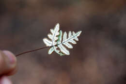 Image of Aleuritopteris argentea (S. G. Gmel.) Fée