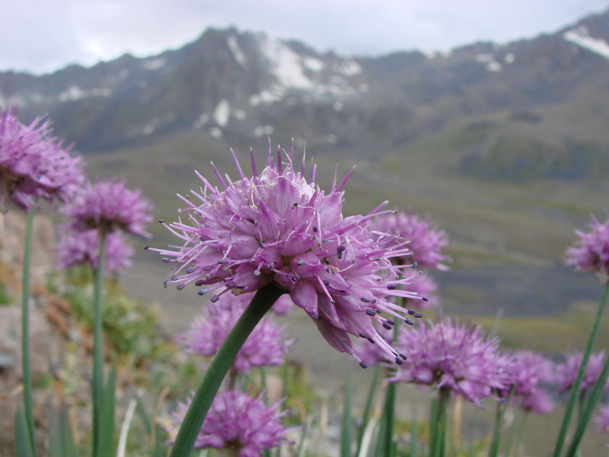 Image of Allium carolinianum Redouté