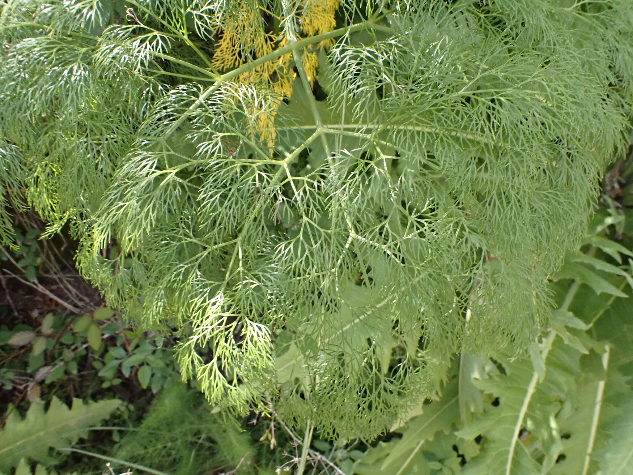 Image of Ferula communis subsp. linkii (Webb) Reduron & Dobignard