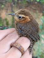 Image of Rufous-browed Wren