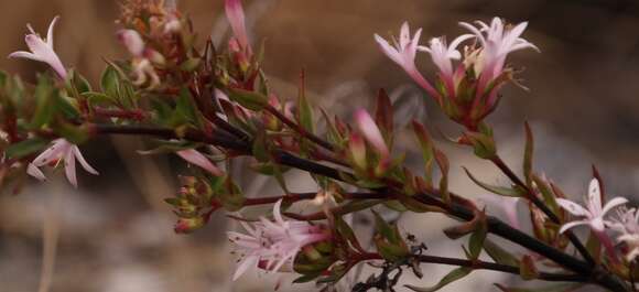 Image of Otiophora inyangana subsp. parvifolia (Verdc.) Puff