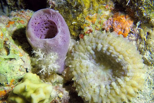 Image of Brain Root Coral