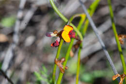 Daviesia triflora Crisp resmi