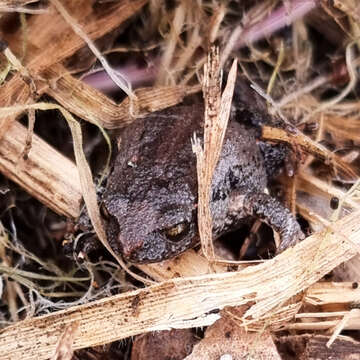 Image of Eastern Smooth Frog