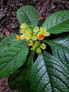 Image of Chrysothemis friedrichsthaliana (Hanst.) H. E. Moore