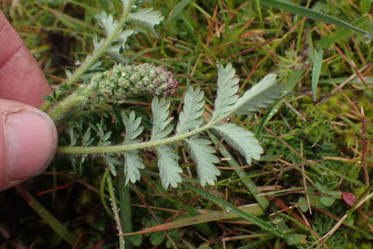 Image of Acaena agnipila Gand.